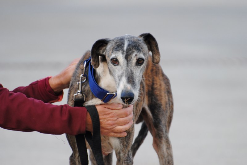 Gregorio (M)/ Adopté