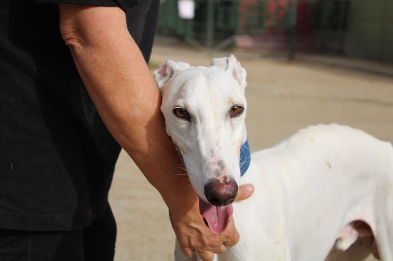 Zucco (M) FBM Adopté
