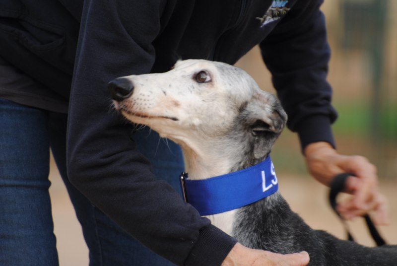 Abueli / senior Adoptée