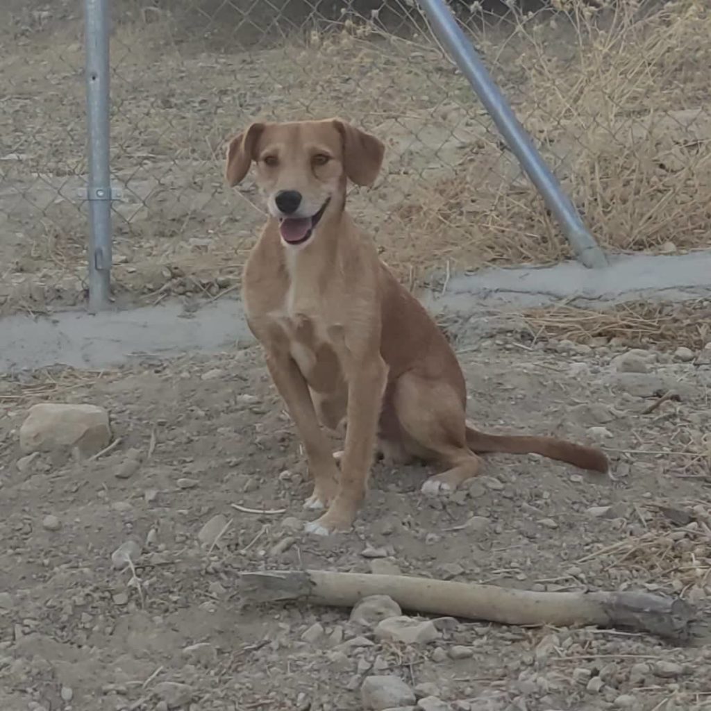 CIRO (M) / Pod / Ayda / Adopté