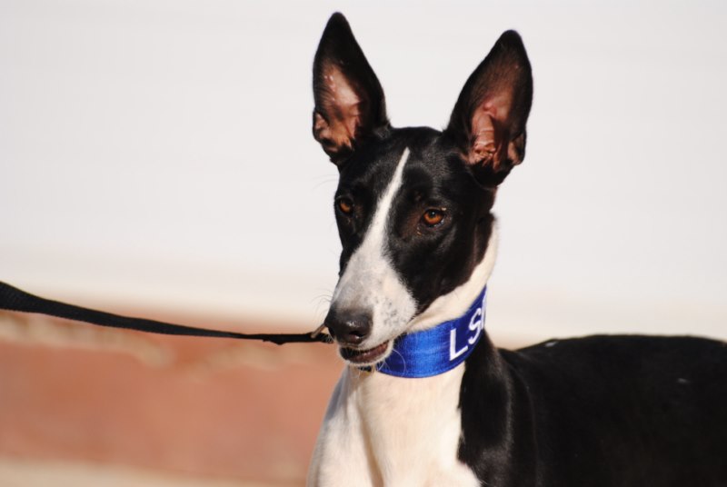 Dalma (F) / FBM Adoptée