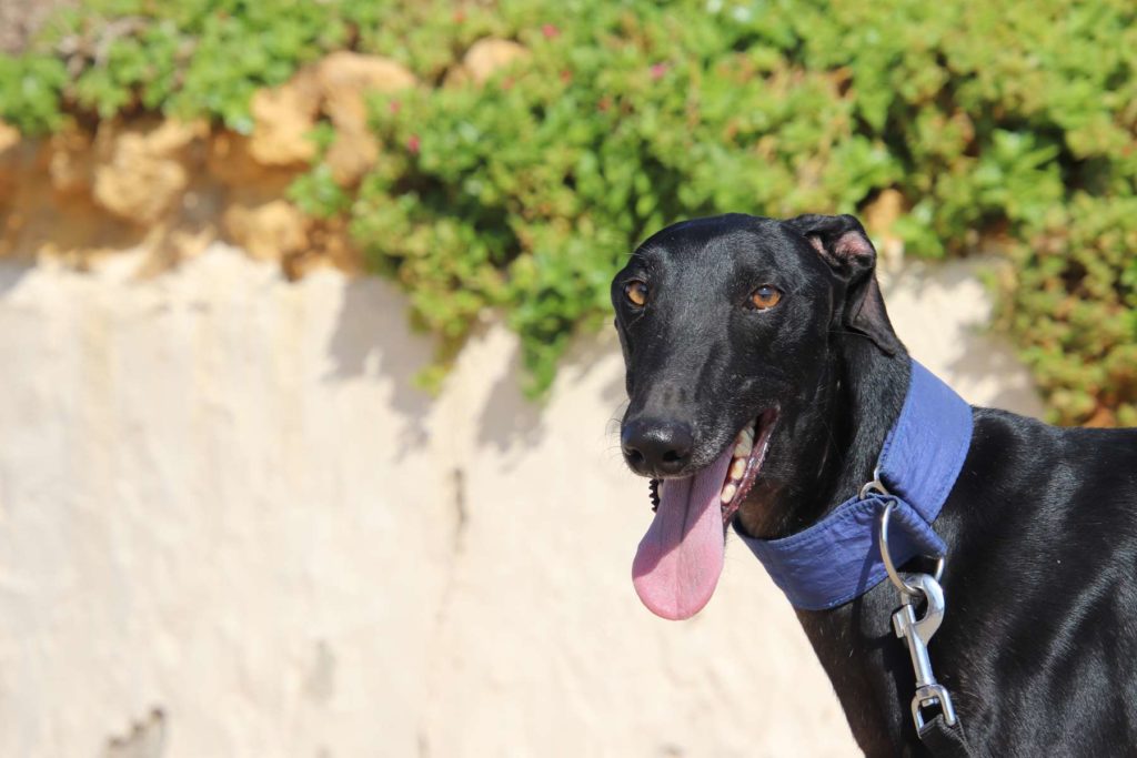Romero (M) FBM Adopté