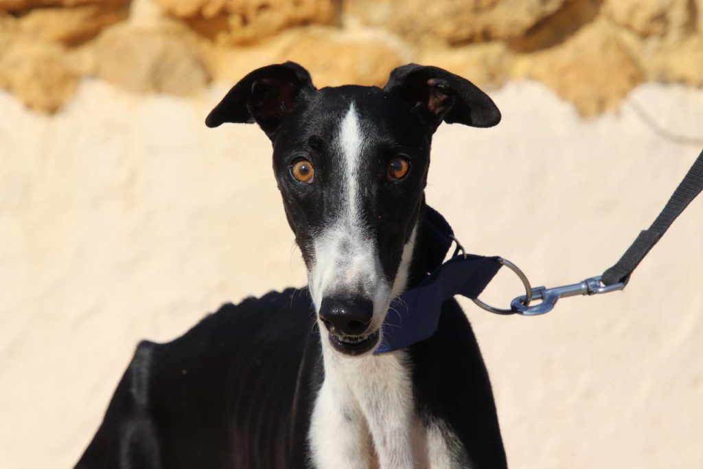 Dieguito (M) Adopté