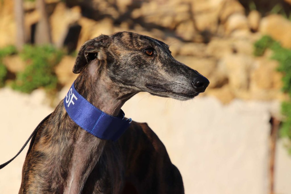 Kefren (M) FBM Adopté