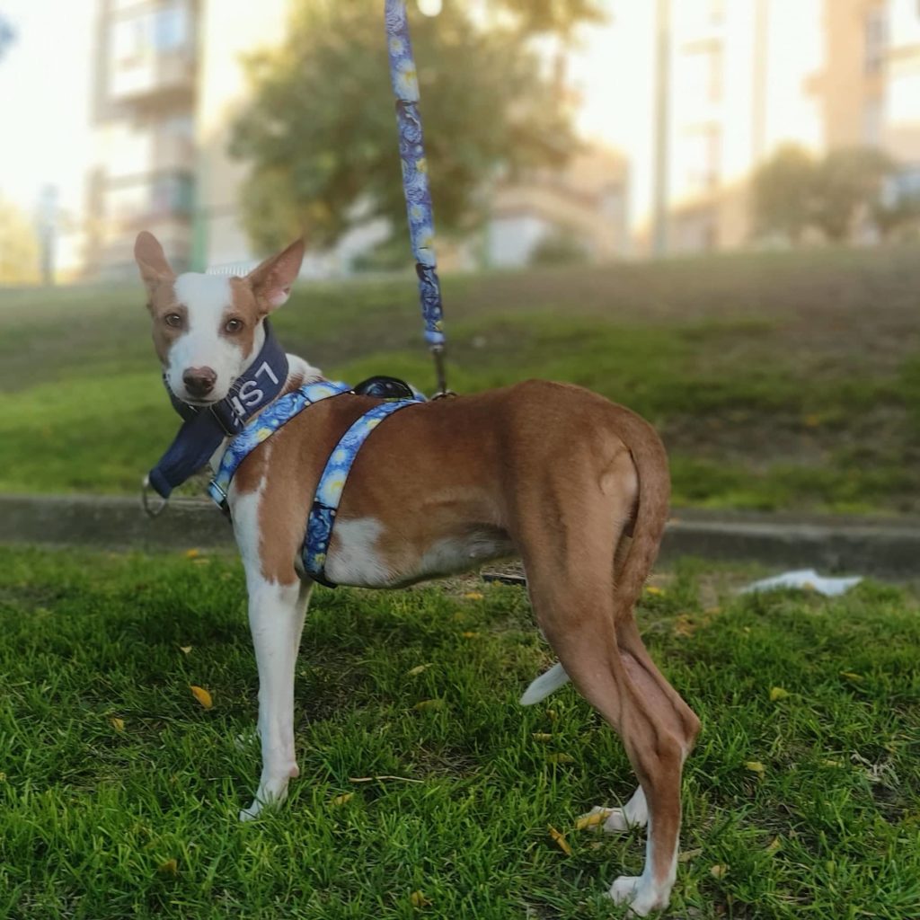Luna (pod) Adoptée
