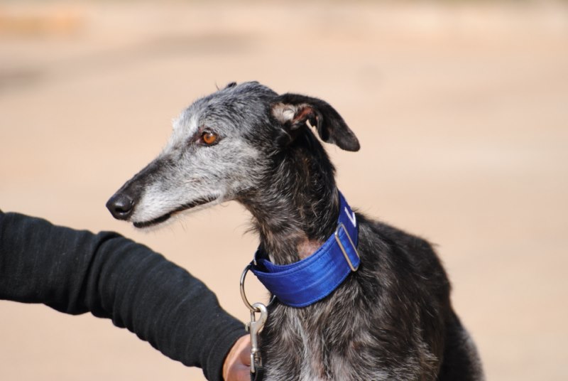 Macarena (F)  / Senior / FBM Adoptée