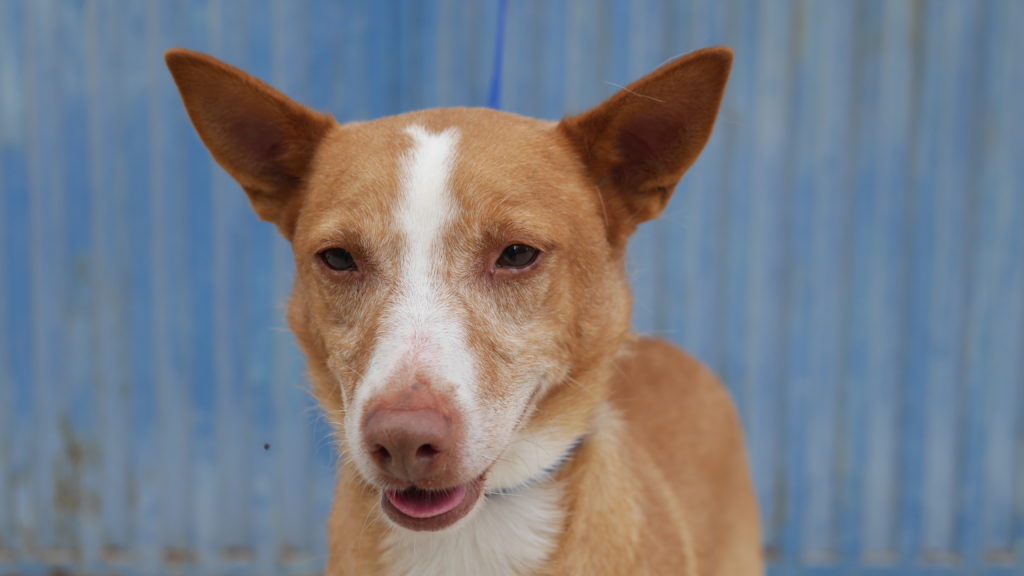 NICO (M) / Pod / Abyda Adopté