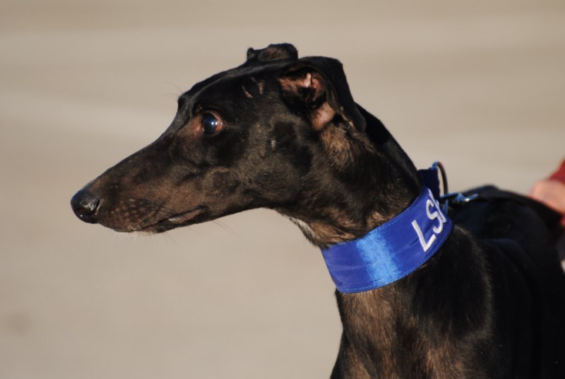 Owen (M) / FBM Adopté