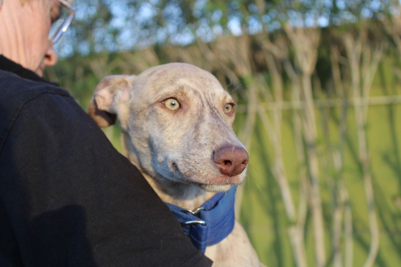 PEPIN (M) (chiot) / Adopté
