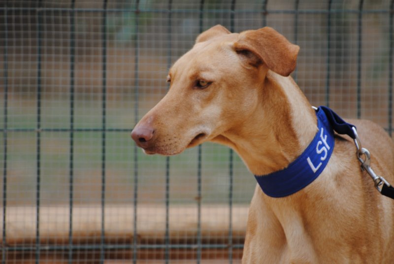 Prince (M)  / FBM Adopté