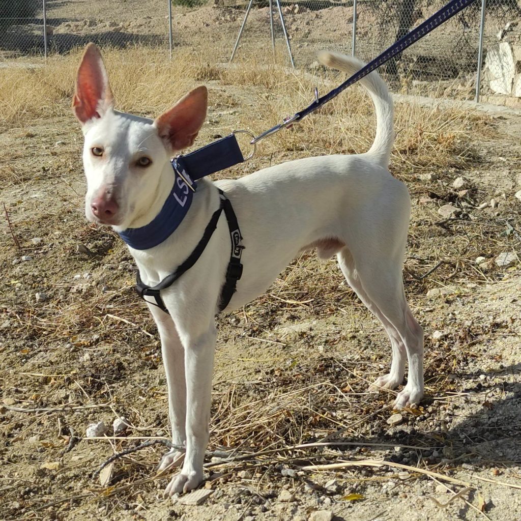 ROLO (M) / Abyda  Adopté