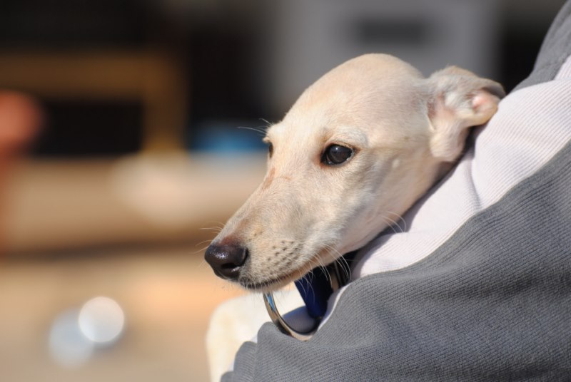Rosa (F) Chiot