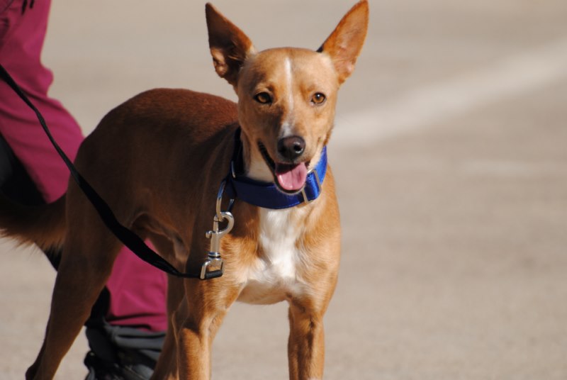 Suertudo (M) / FBM /  Adopté