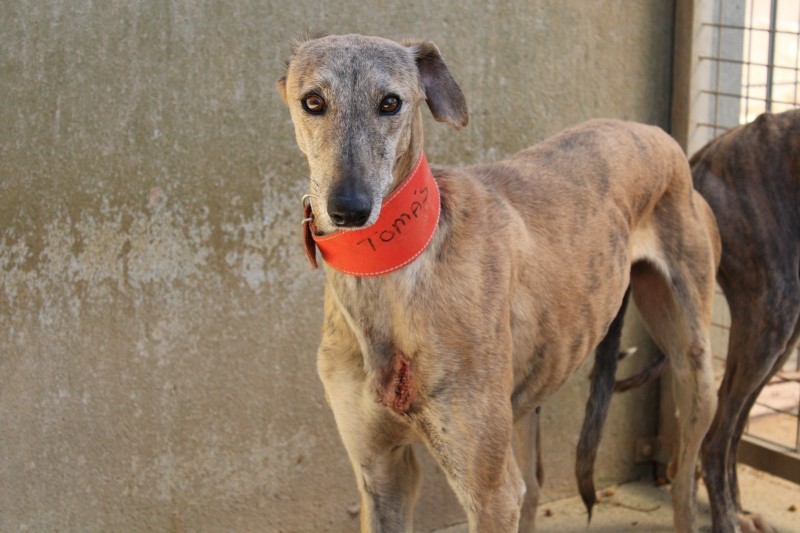 Tomas (M) FBM Adopté