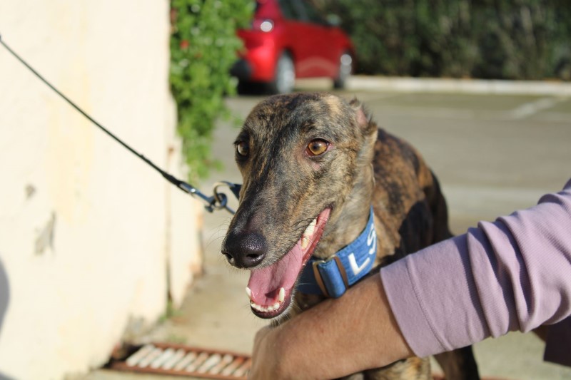 Bonita (F) / FBM Adoptée