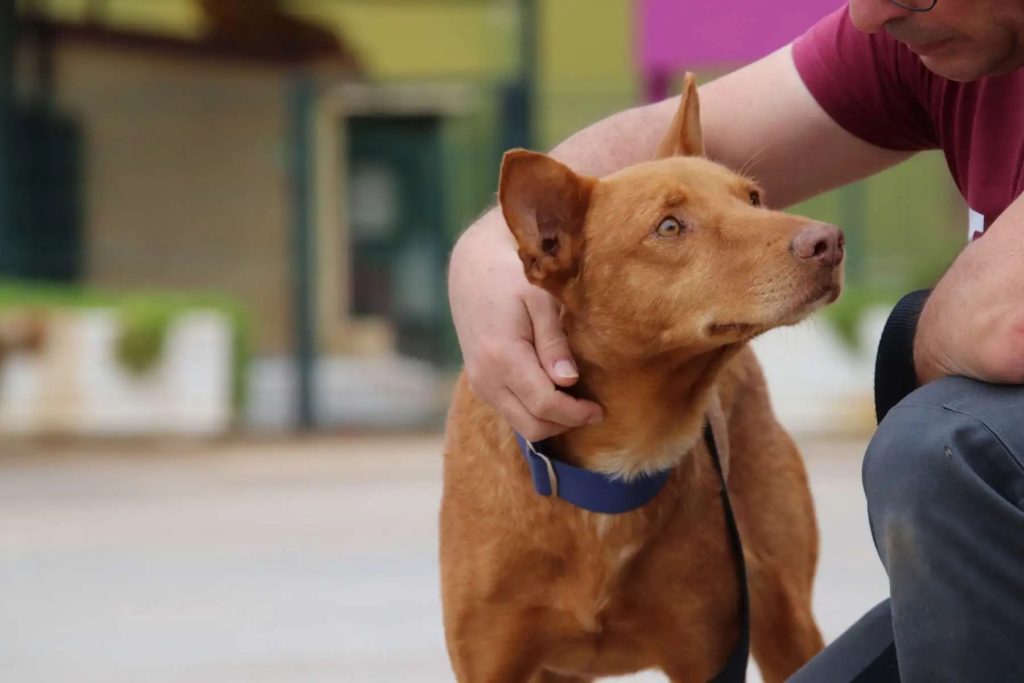 Carmelo (M) Pod  FBM Adopté