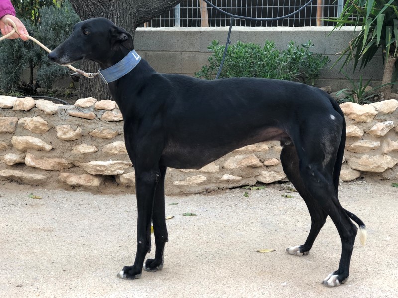 Noah (M) Tobarra Adopté