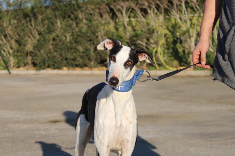 Bandera (F) / FBM Adoptée