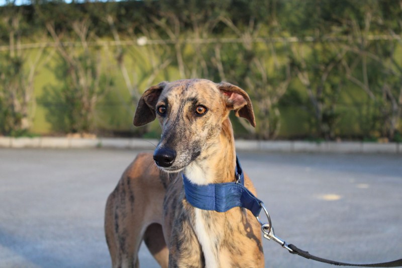 Bella (F) / FBM Adoptée