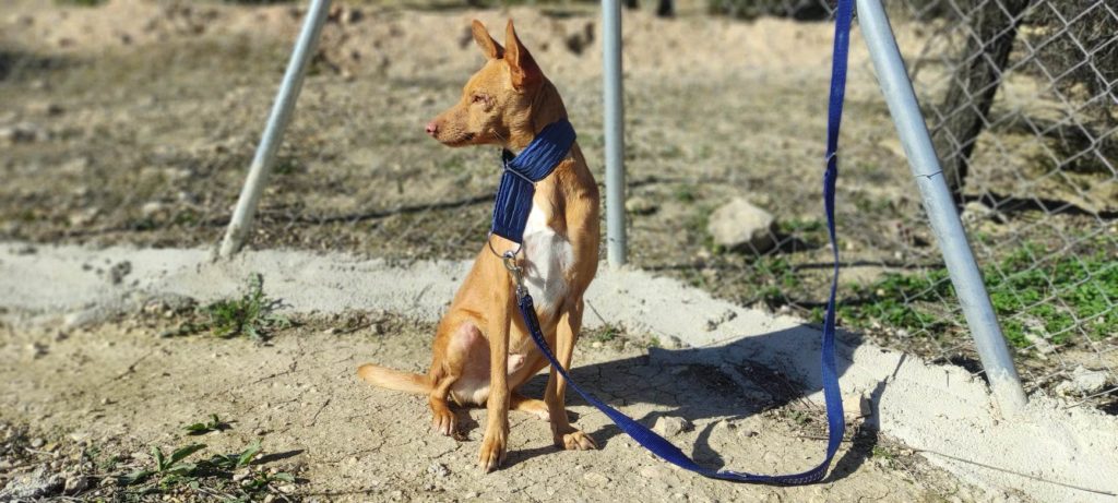 Ekko (Pod) (M) Abyda Adopté