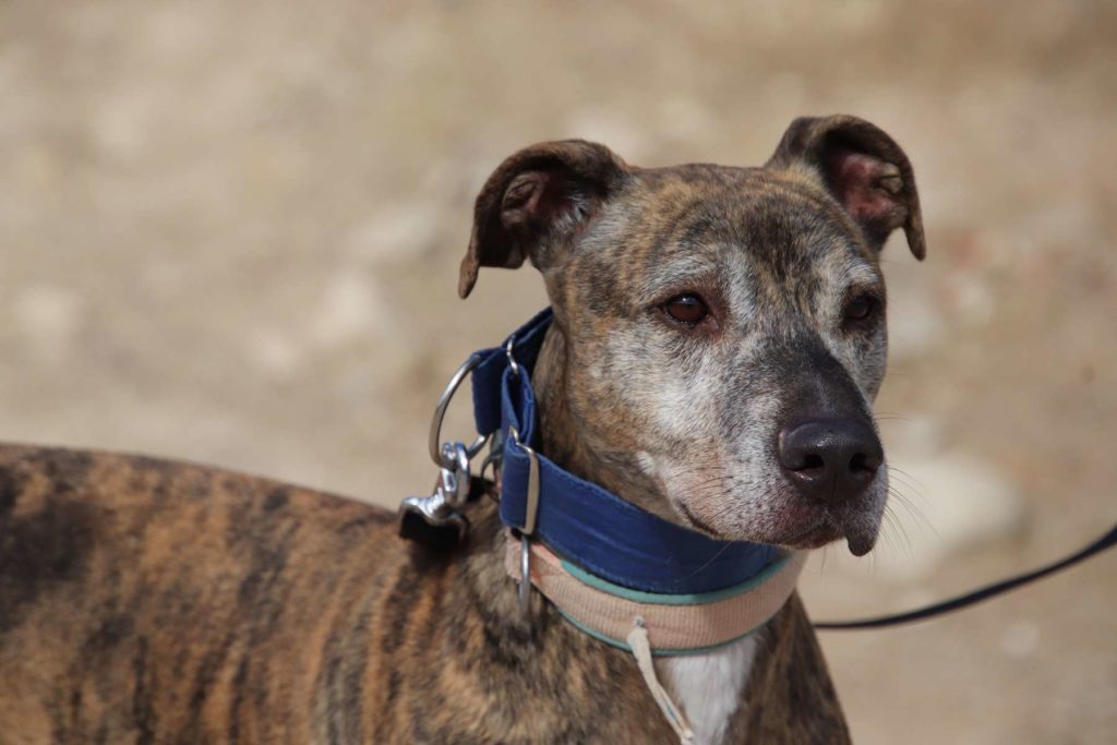Iker (M) / Refuge Abyda Adopté