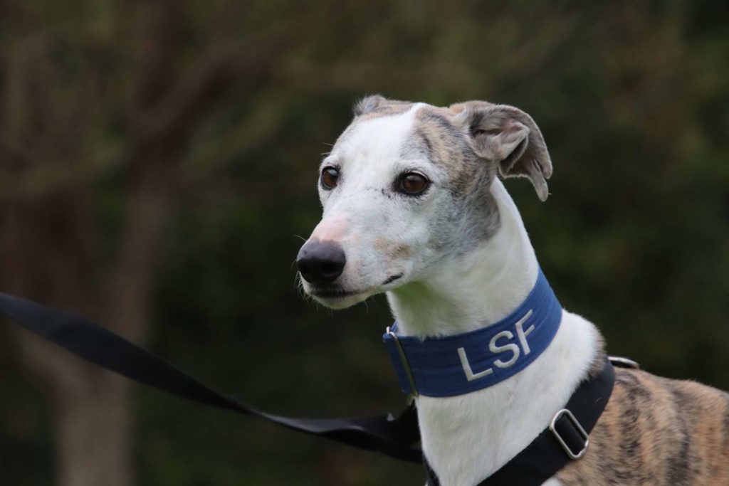 MAX (M) Adopté