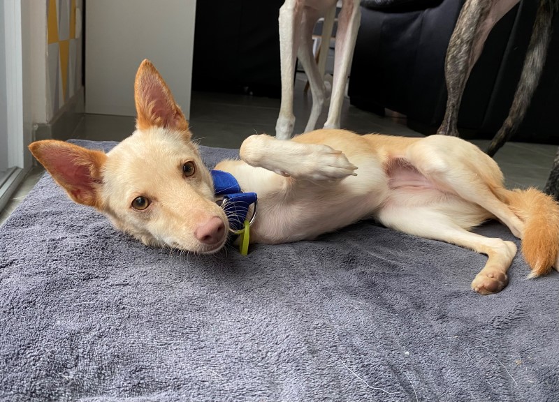 Milka (F) / Pod/ Adoptée