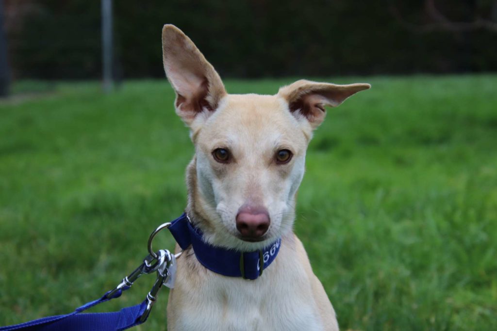 Nina (F)  / Pod / Adoptée