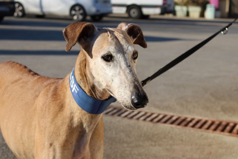 Paz (F) / Senior/ FBM Adoptée
