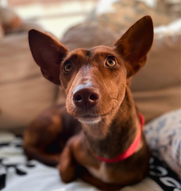 Sierra (F)  / Pod / Adoptée