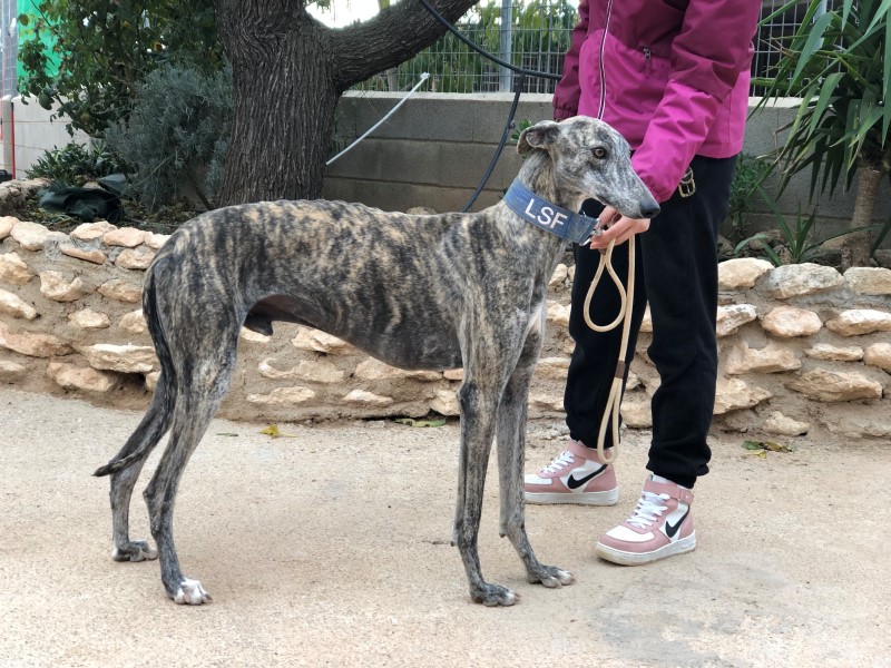 Speedy (M) Tobarra Adopté