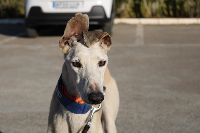 Amber (F) / FBM Adoptée