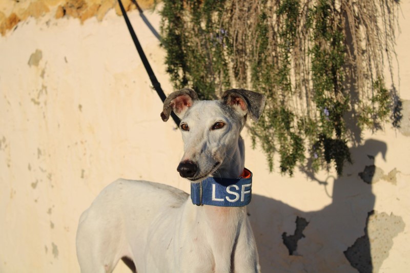 Elo (F)/ FBM Adoptée