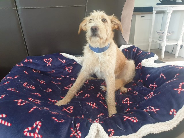 Felix (M) / Adopté