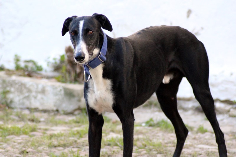 Firulais (M) / Ecija Adopté