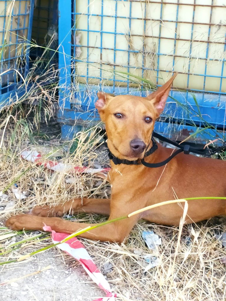 HAPPY (M) POD (ABYDA) Adopté