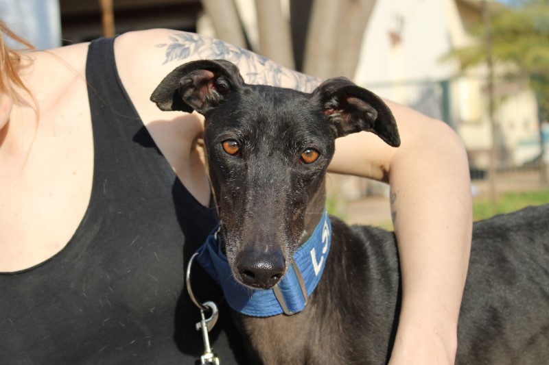 Hilda (F) / FBM Adoptée