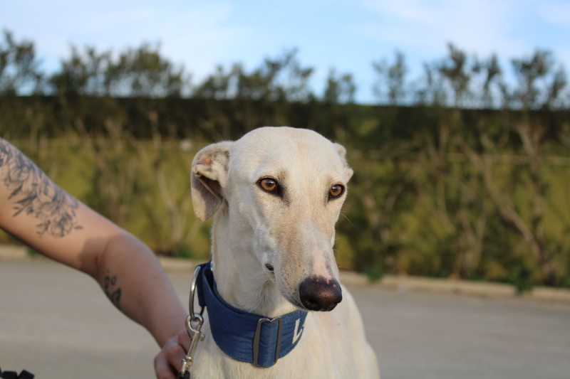 Hurona (F) / FBM Adoptée