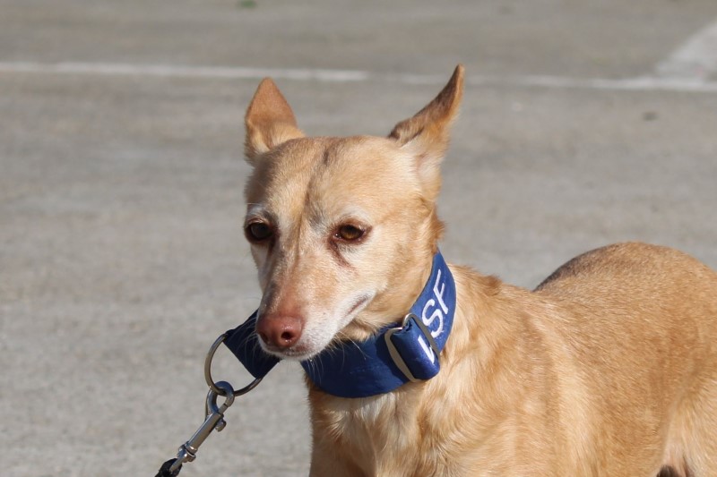 Lola (F) / Pod Senior / FBM Adoptée
