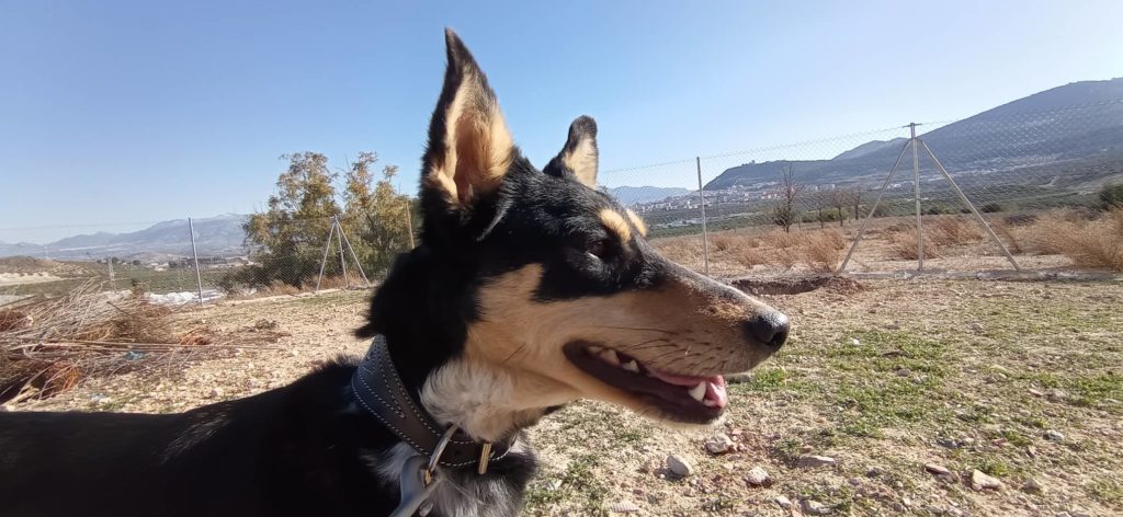 NIA (F Mix) Abyda Adoptée
