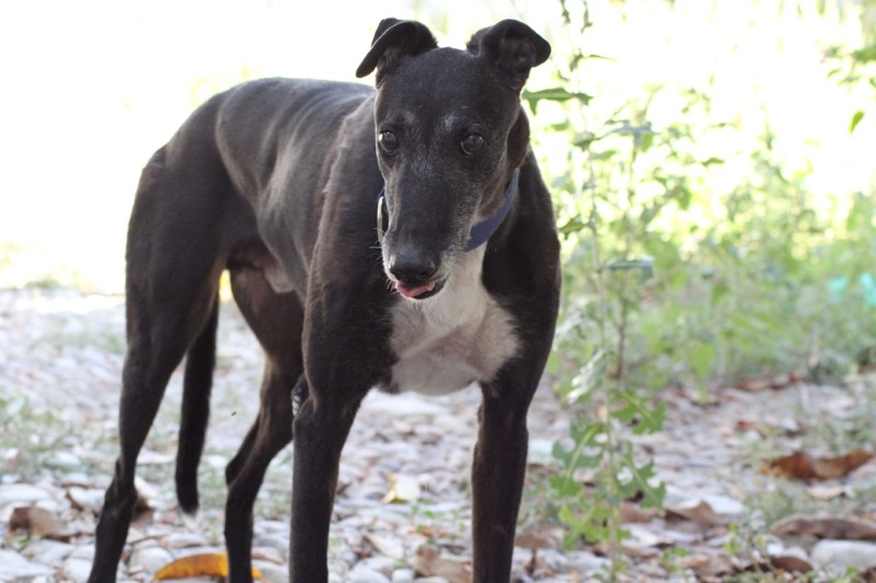 Paolo (M) / Ecija Adopté