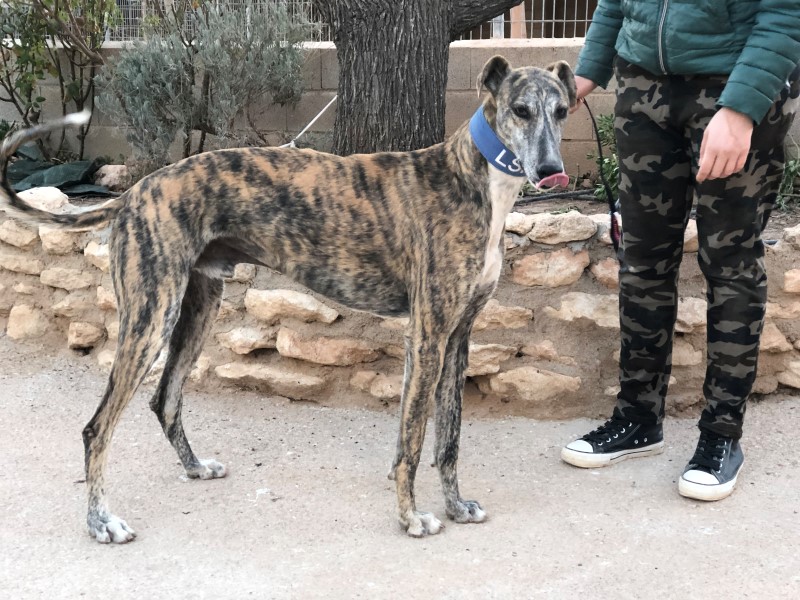 Thot (M) / Tobarra Adopté