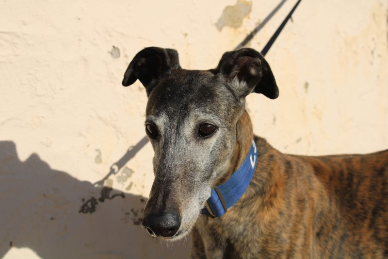 Casper (M) / FBM Adopté