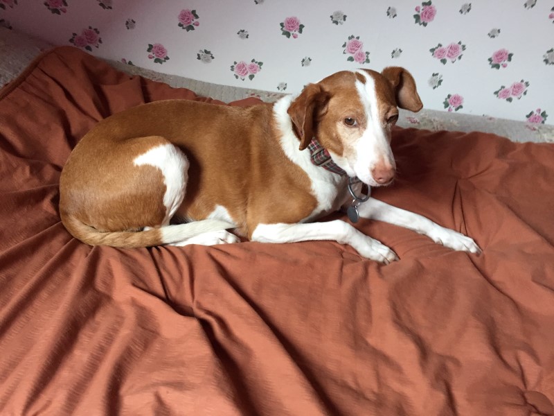 Elsa (F) Pod senior /Adoptée