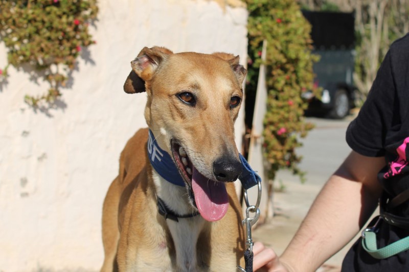 Esteisy (F) / FBM Adoptée