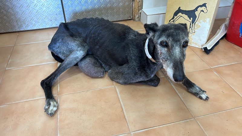 Gaia (F)/ FBM / Adoptée