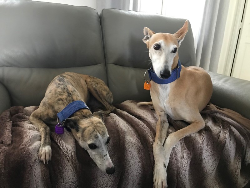 Novel (M) Senior/ Adopté