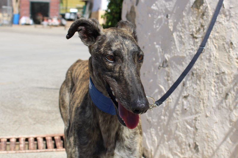 Sam (M) / FBM Adopté