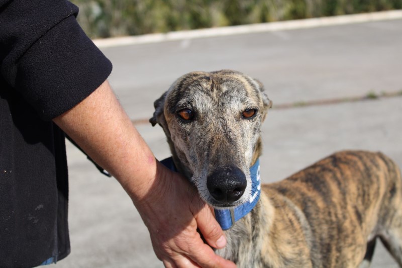 Saul (M) / FBM Adopté