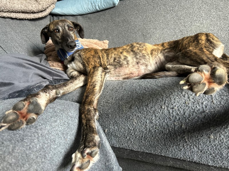 Zaira (F) / Adoptée